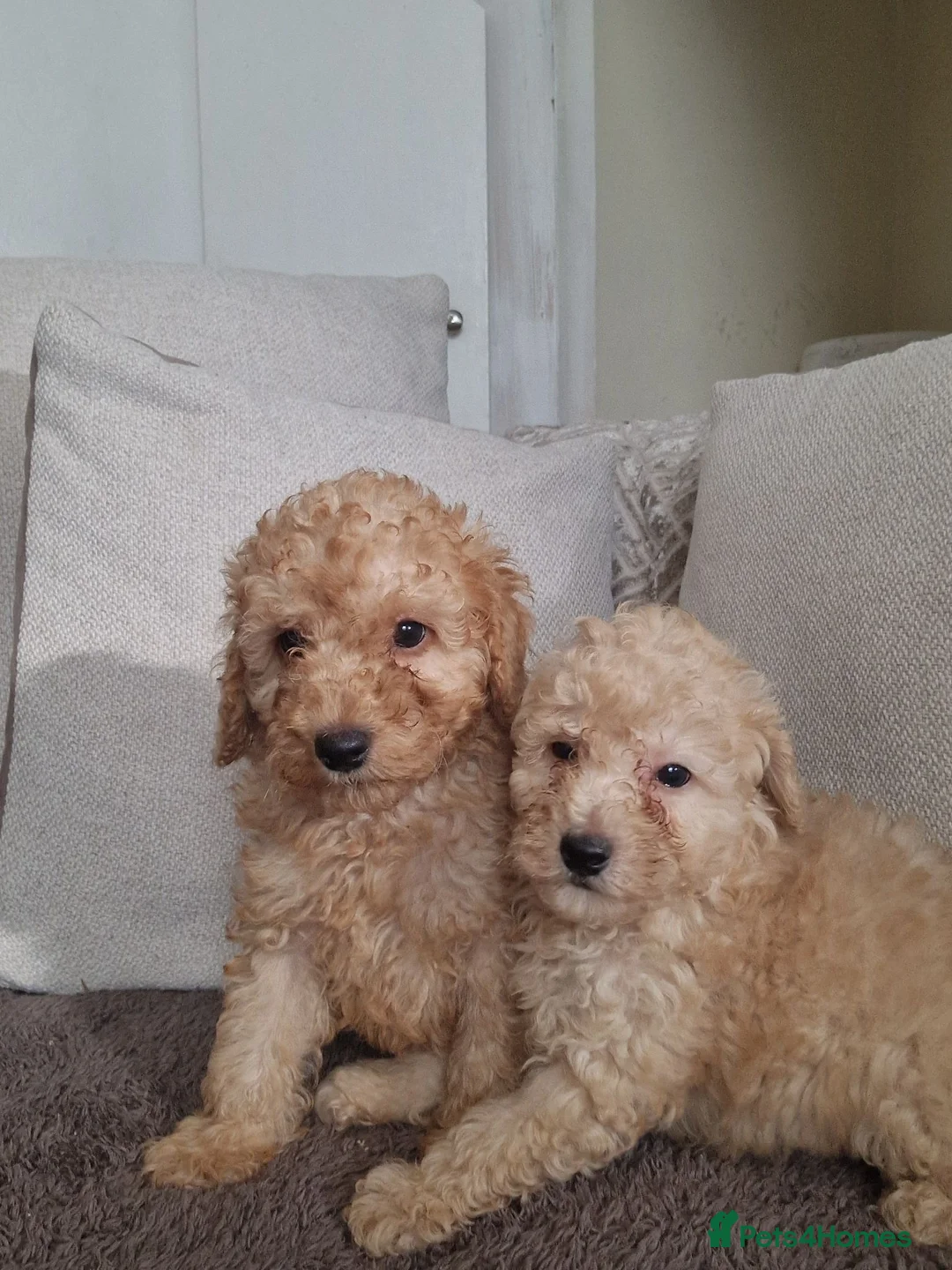 Schnoodle dogs for sale: Schooled boys💙 - Advert 1