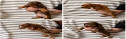 Dachshund dogs for sale: Dachsund puppies in Hull - Advert 10