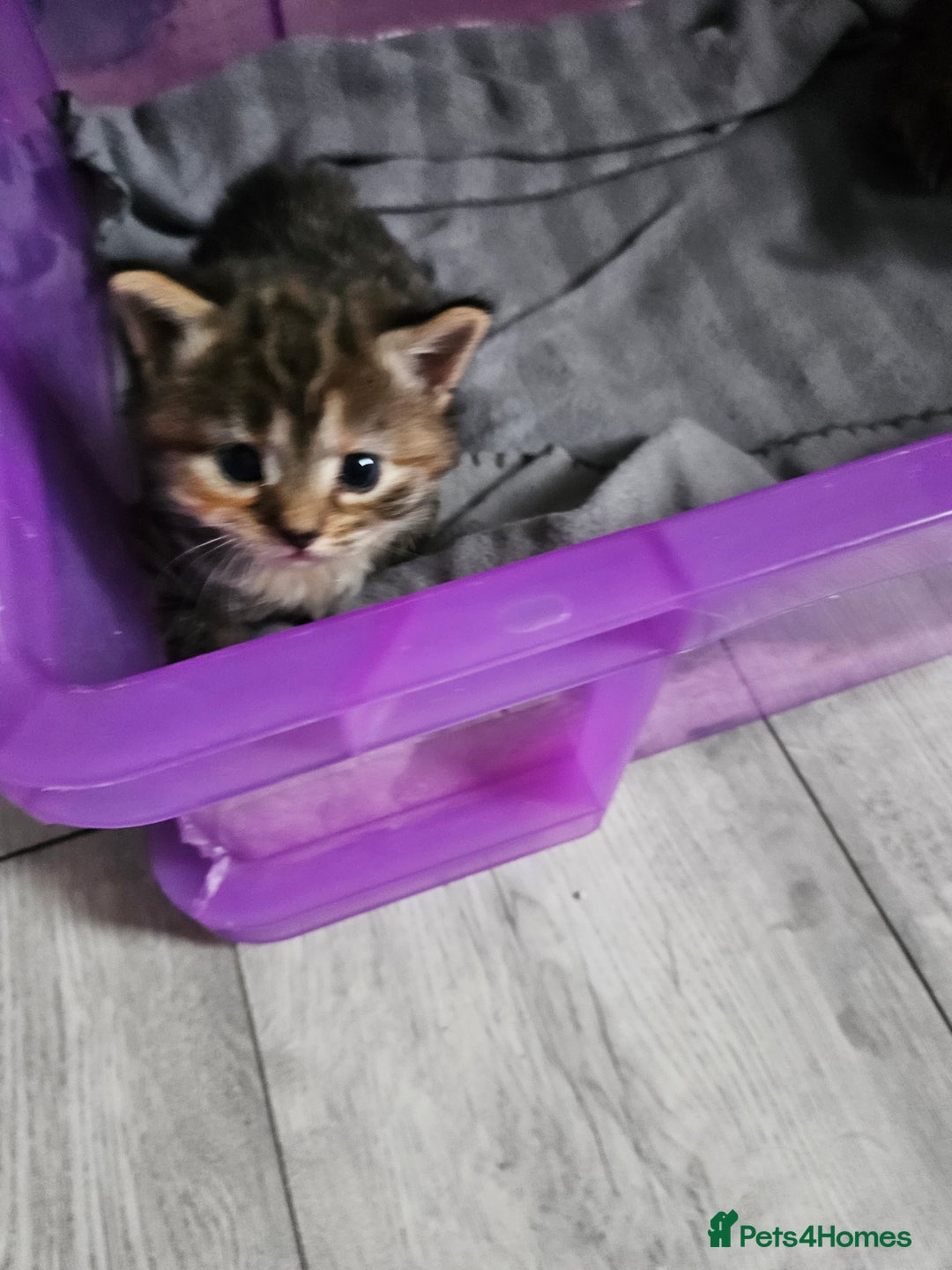 Bengal cats for sale: bengal cross kittens - Advert 4