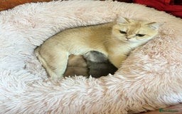 British Shorthair cats for sale: British Shorthair golden kittens available  - Image 8