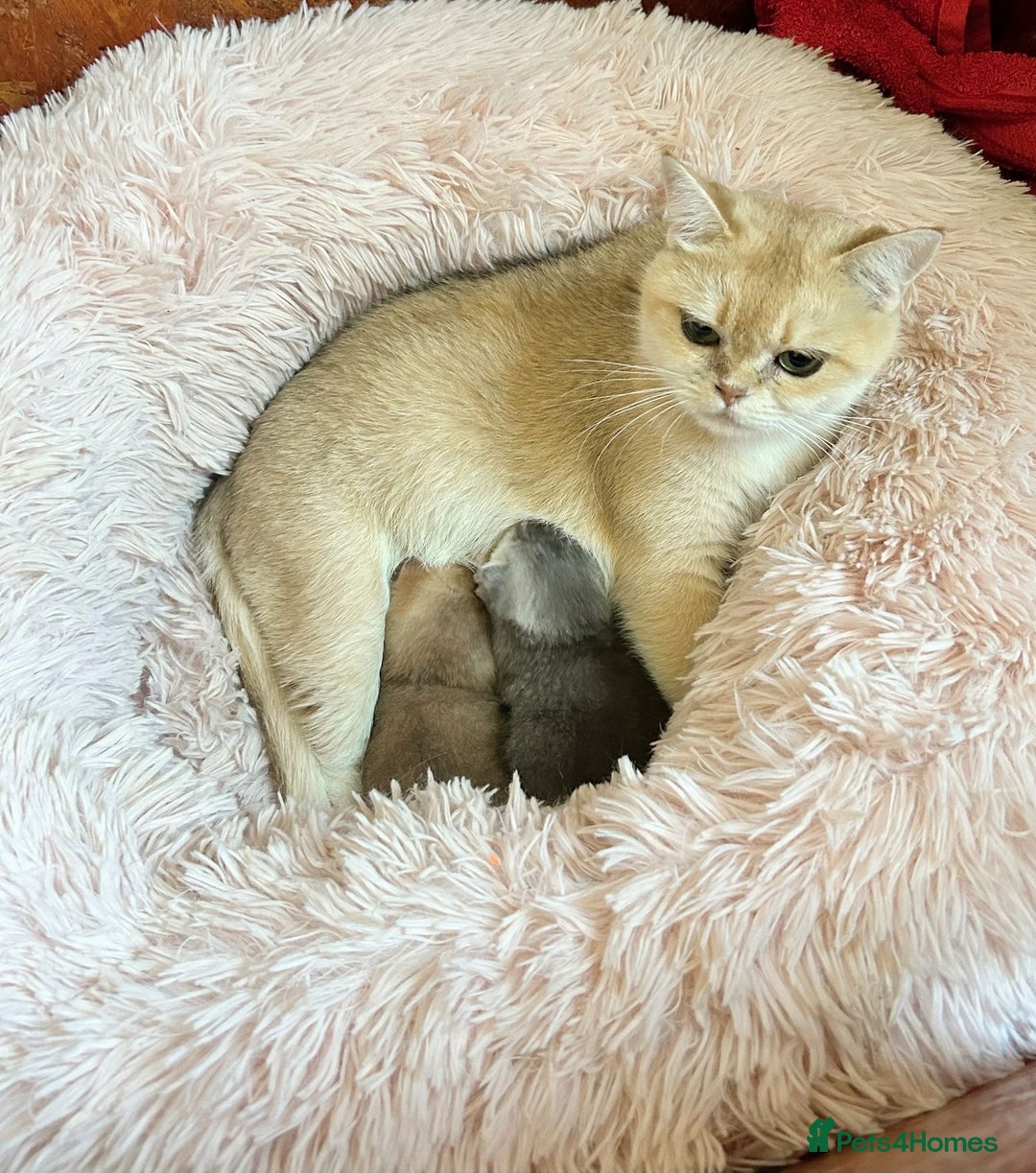 British Shorthair cats for sale: British Shorthair golden kittens available  - Image 8