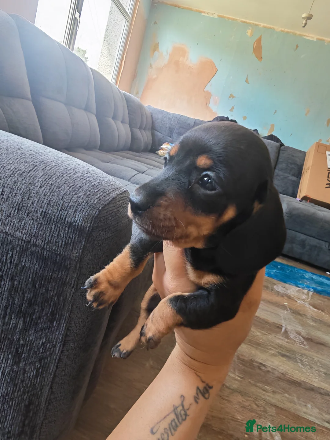 Miniature Dachshund dogs for sale: 4 beautiful Dachshund puppies - Advert 2