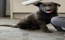 German Shepherd dogs for sale: German shepherd puppies  - Image 7