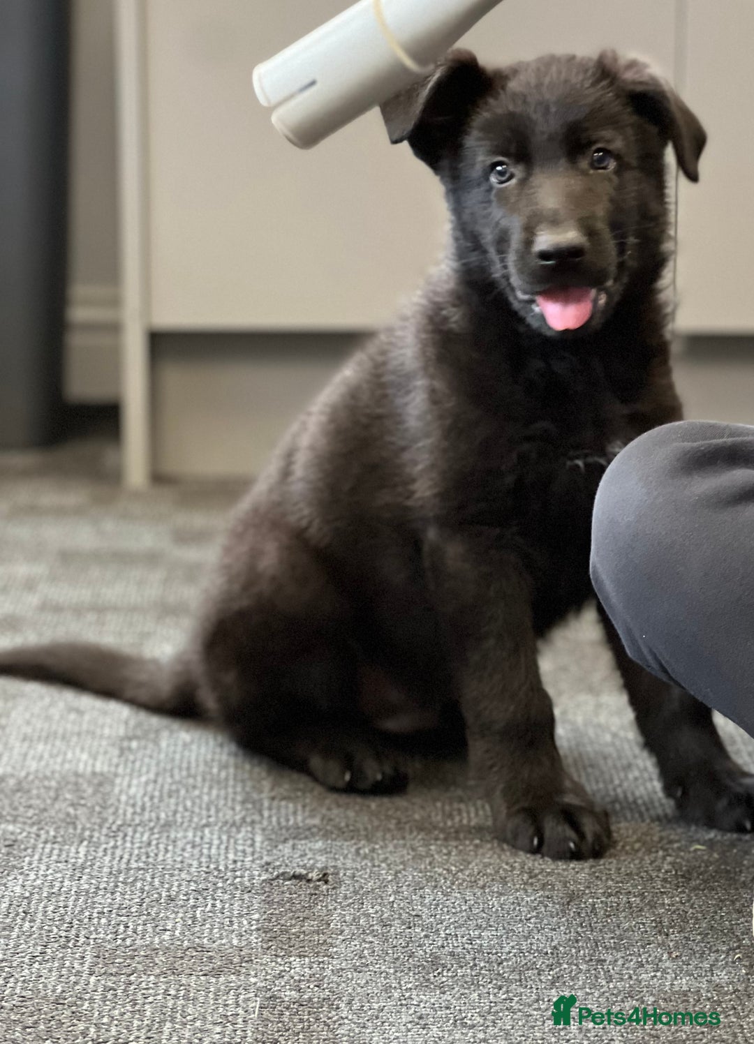 German Shepherd dogs for sale: German shepherd puppies  - Image 7