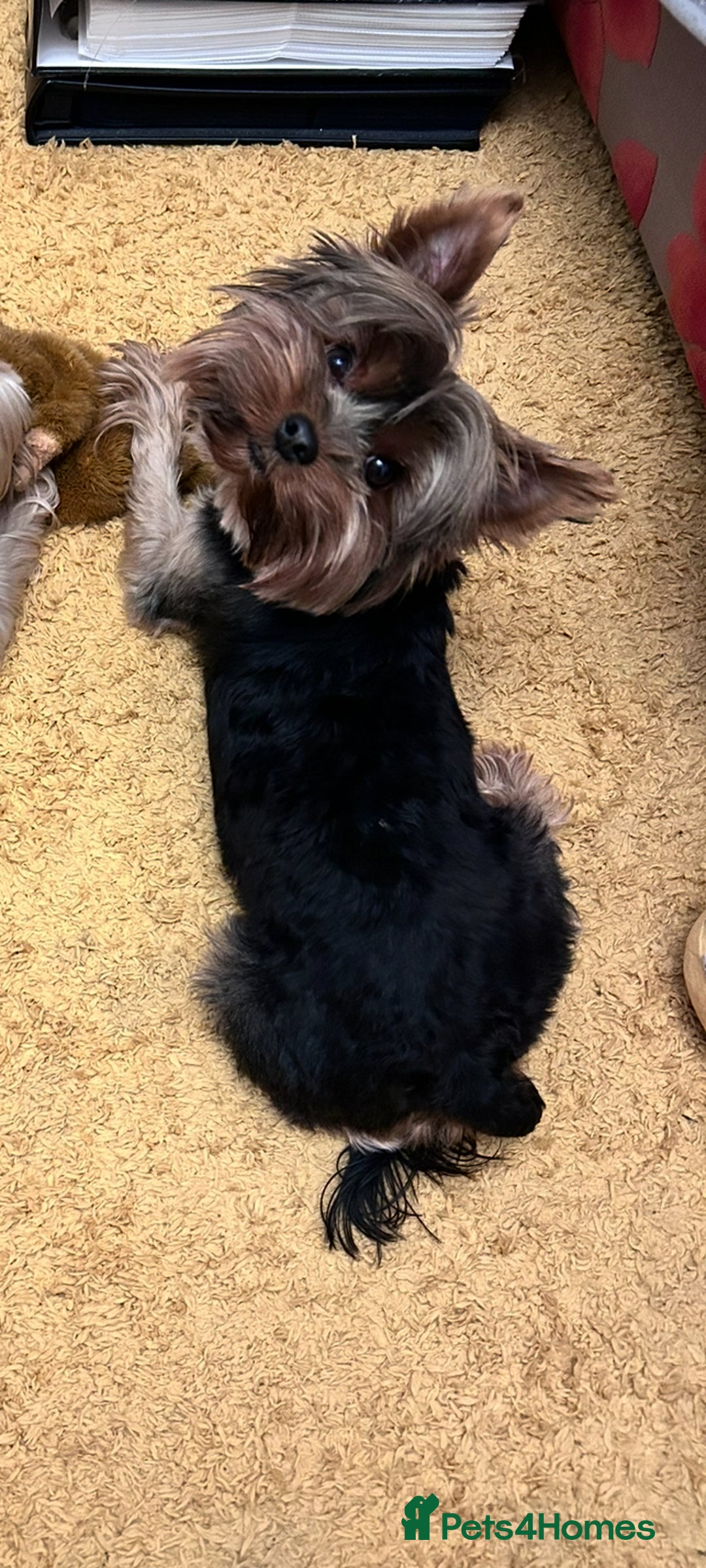 Yorkshire Terrier dogs for stud: For stud only Yorkshire Terrier  - Image 2