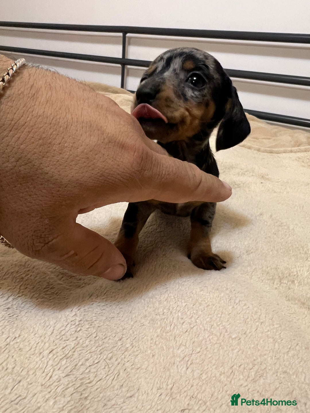 Miniature Dachshund dogs for sale: Miniature Dachshund KC ready now  - Image 13