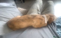 Lurcher dogs for sale: Lurcher pups  - Image 2