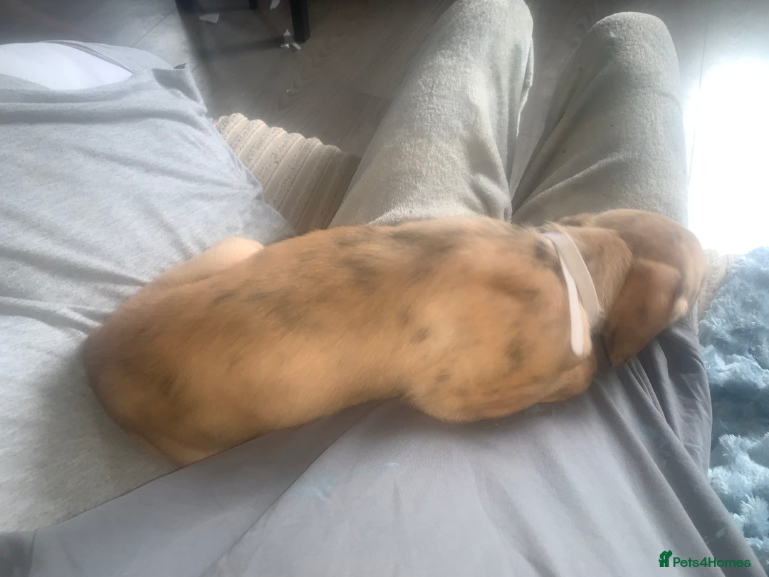 Lurcher dogs for sale: Lurcher pups  - Image 2