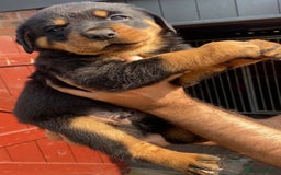 Rottweiler dogs for sale: Stunning KC Registered Rottweiler Puppies  - Image 8