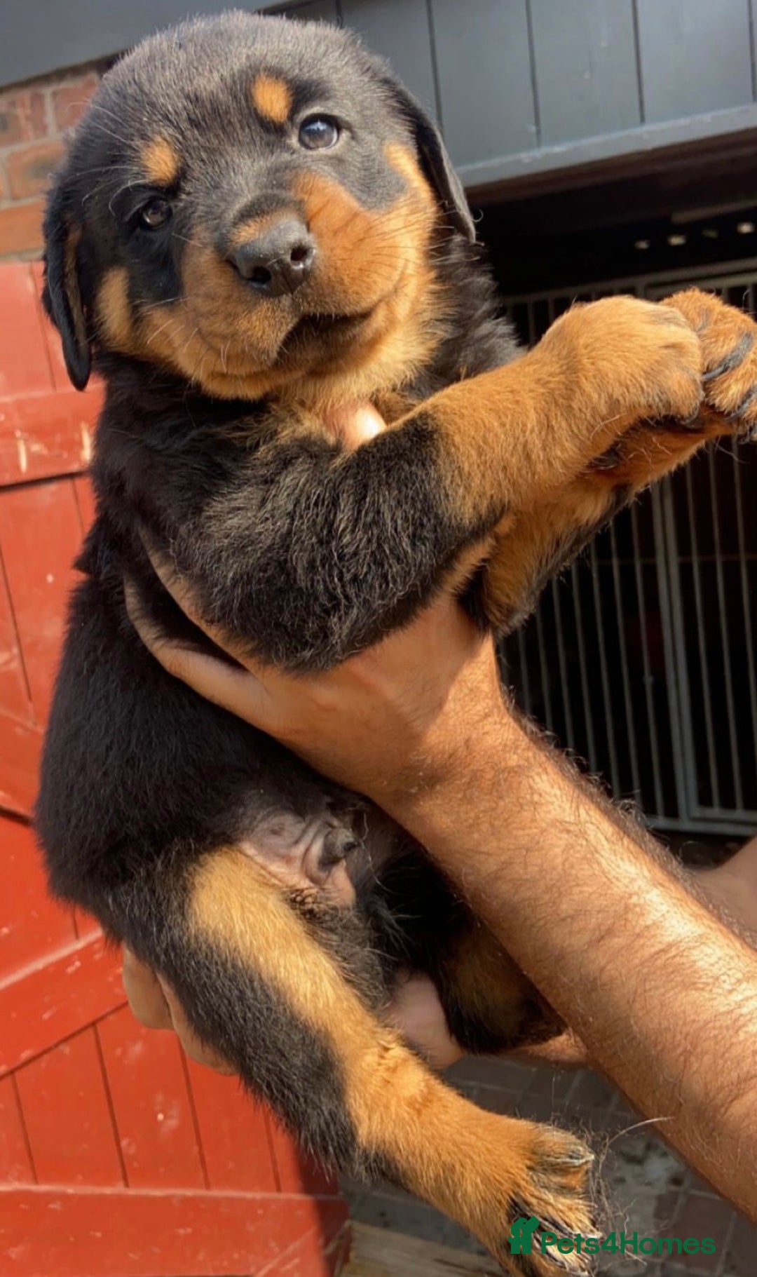 Rottweiler dogs for sale: Stunning KC Registered Rottweiler Puppies  - Image 8