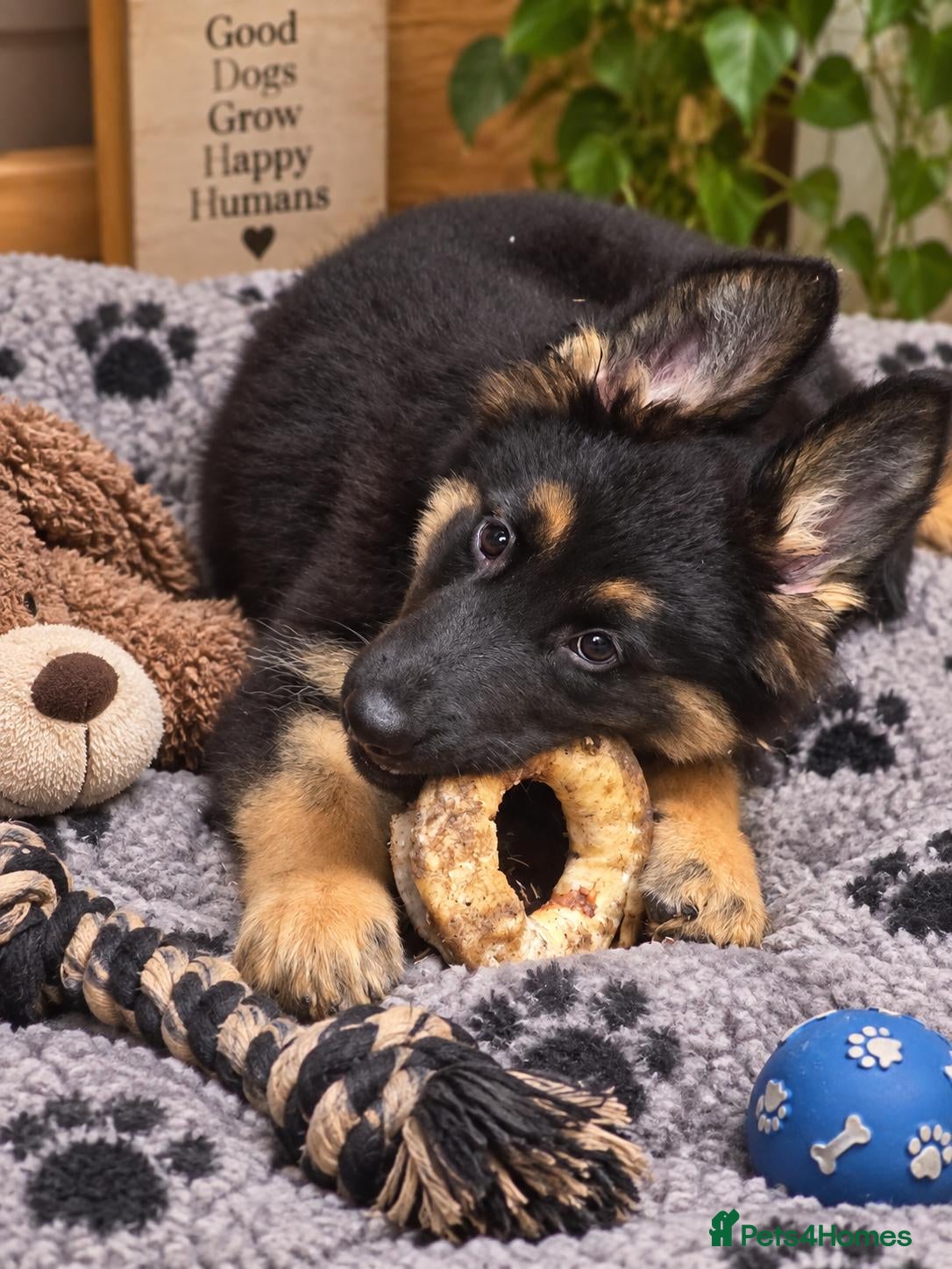 Mixed Breed dogs German shepard Belgian shepard cross - Advert 1