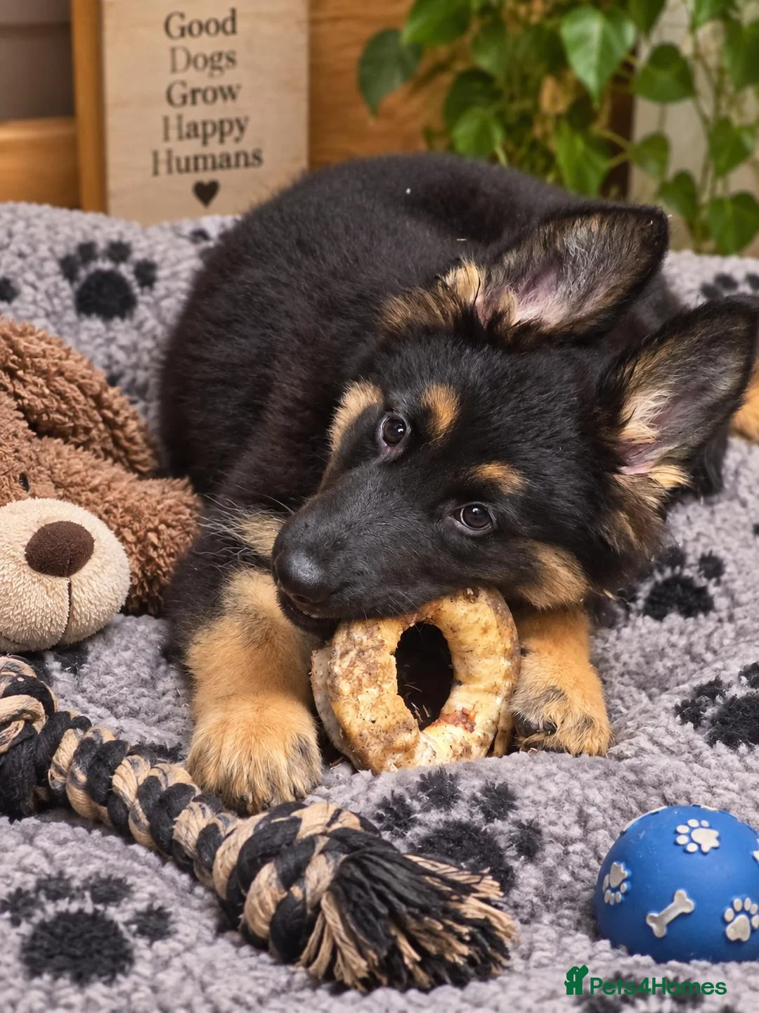 Mixed Breed dogs for sale: German shepard Belgian shepard cross - Advert 1