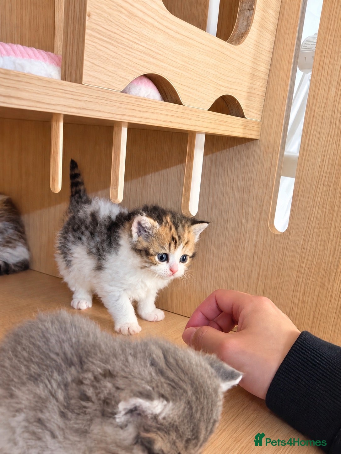 Selkirk Rex cats Beautiful Selkirk Rex Shorthair Kittens  - Advert 1