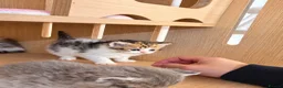 Selkirk Rex cats for sale: Beautiful Selkirk Rex Shorthair Kittens  - Advert 1