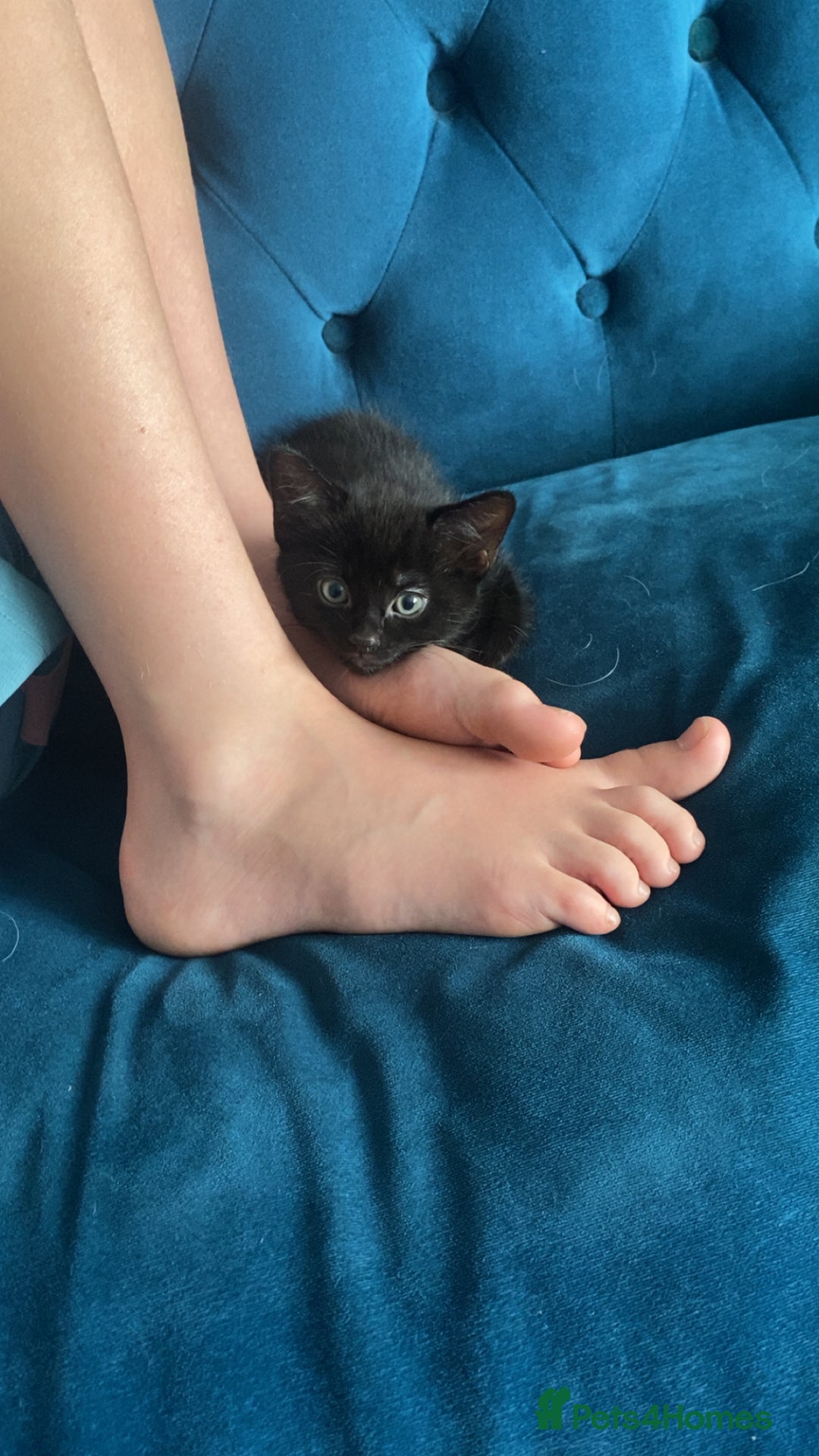 Russian Blue cats for sale: Russian blue cross bengal kittens - Image 13