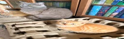 British Shorthair cats for sale: Stunning BSH Kittens Ready Now! - Advert 11