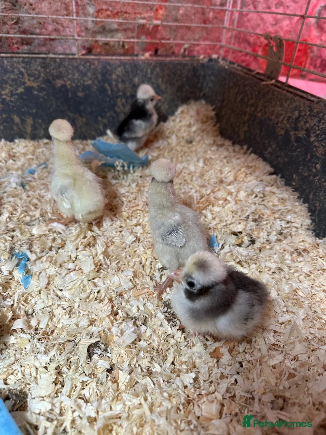 Chickens poultry for sale: Pekin polish chicks Unsexed pure breed  - Advert 2