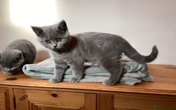 British Shorthair cats for sale: British Shorthair Kittens (reduced £600) - Image 10