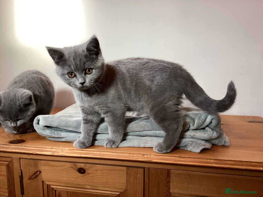British Shorthair cats for sale: British Shorthair Kittens (reduced £600) - Image 10