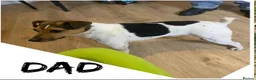 Jack Russell dogs for sale: Traditional Jack Russell Puppies  - Advert 6