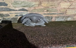 Mini Lop rabbits for sale: Lilac self buck chocolate harli female mini lops  - Advert 5