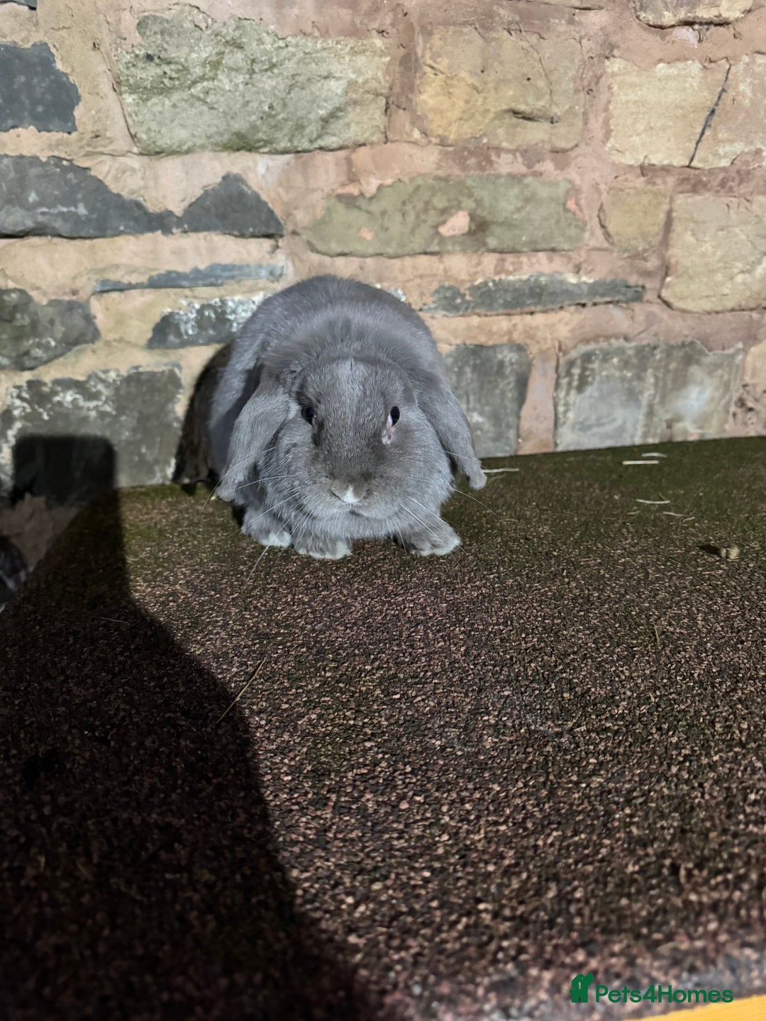 Mini Lop rabbits for sale: Lilac self buck chocolate harli female mini lops  - Advert 5