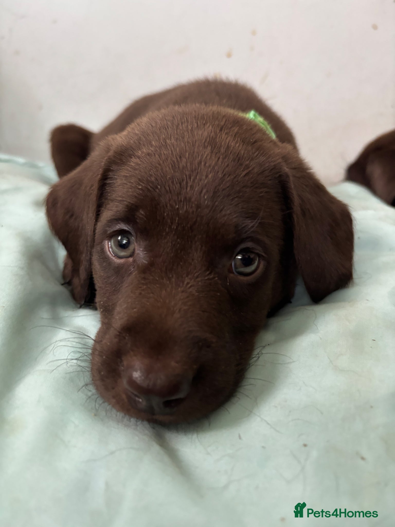 Labrador Retriever dogs Beautiful Pedigree Lab Puppies For Sale! - Advert 1
