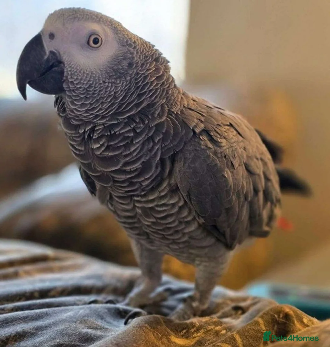 Parrots birds for sale: Premium African Grey Parrots–Family Pets in Colwyn Bay - Advert 2