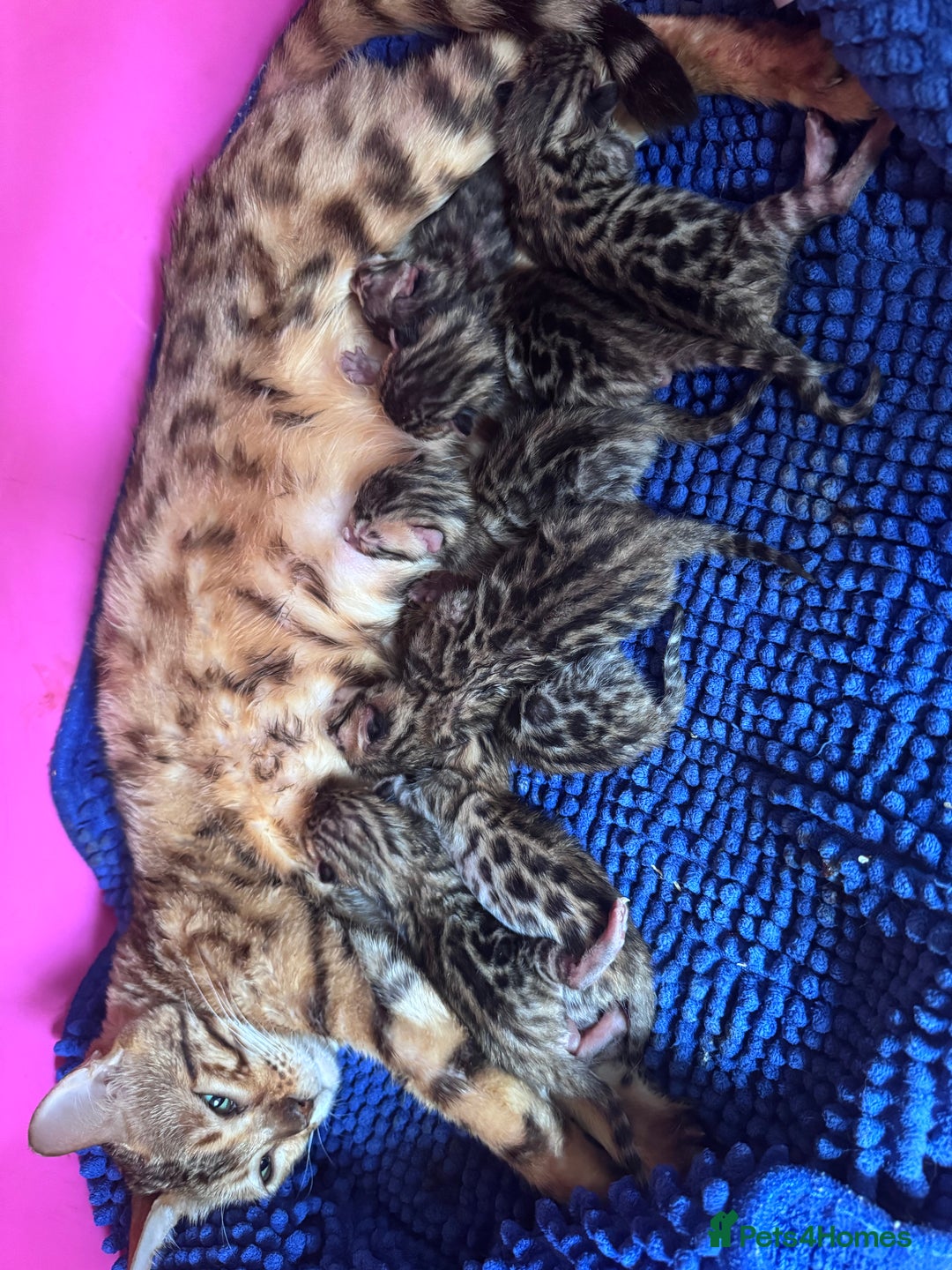 Bengal cats for sale: TICA Reg Bengal Kittens - Browns, Lynx & Mink - Image 35
