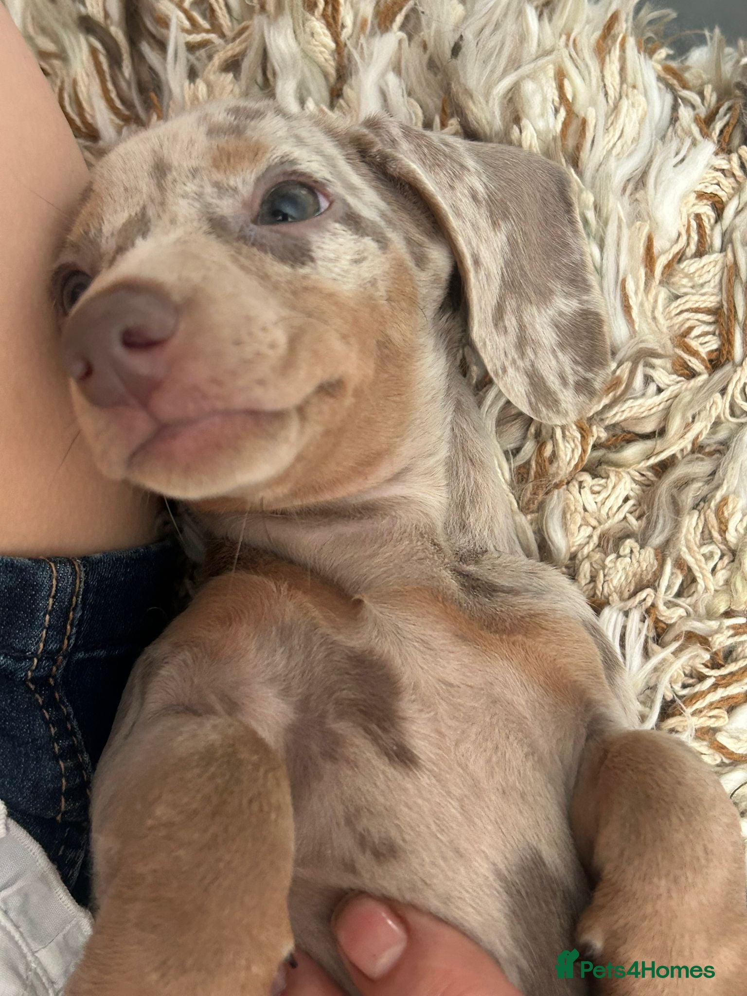 Miniature Dachshund dogs ✨1 LEFT miniature dachshund puppy READY TO LEAVE✨ - Advert 2