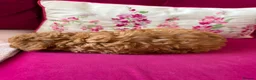 Toy Poodle dogs for sale: Toy poodle  in Blackpool - Advert 8