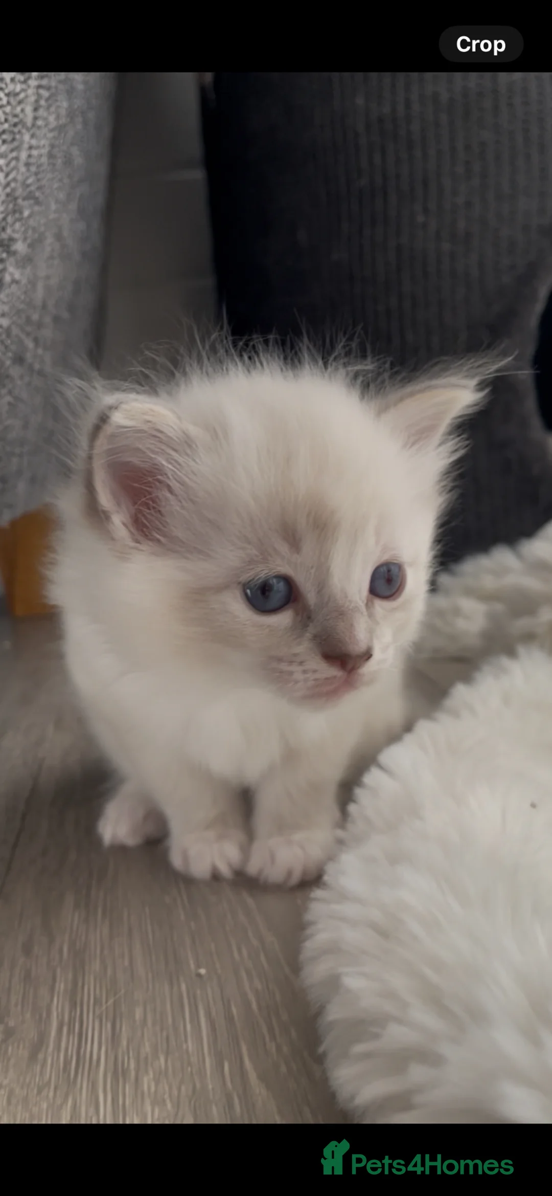 Ragdoll cats for sale: REG BREEDER, GCCF RAGDOLLS, vacc, chip  - Advert 2