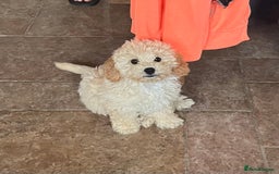 Cavapoochon dogs for sale: Stunning Cavapoochon puppies  - Image 5
