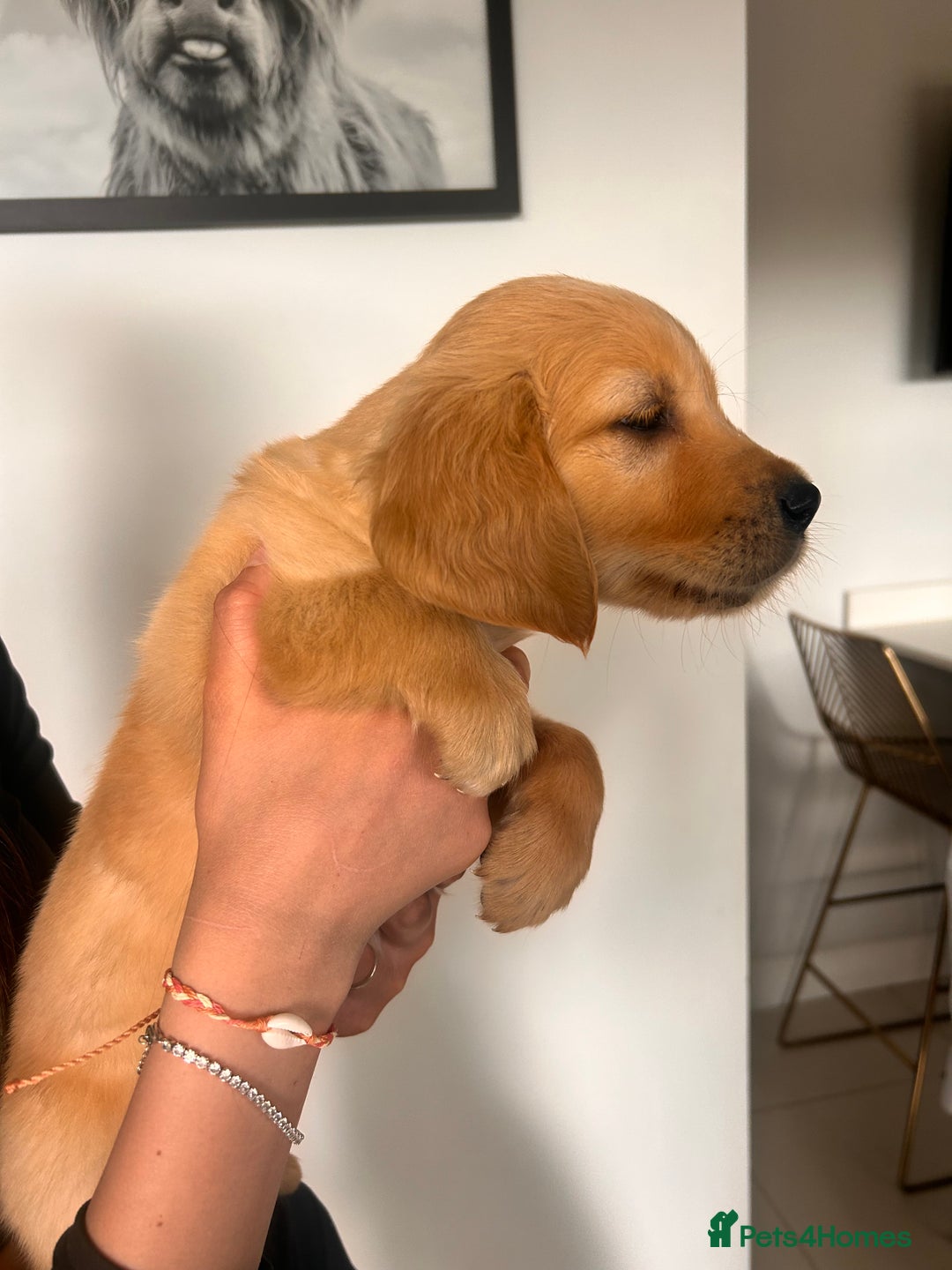 Golden Retriever dogs for sale: Golden Retriever Puppies  - Image 35