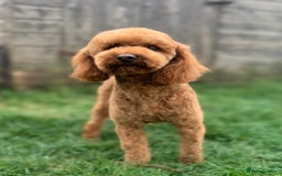 Cavapoo dogs for sale: FB2 cavapoo puppies-1girl & 6 boys - Image 7