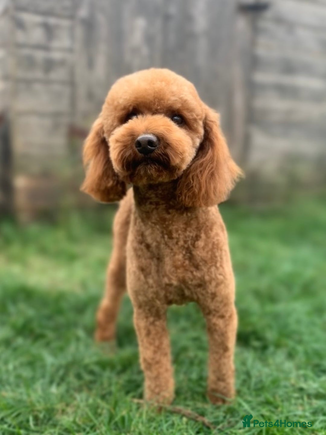Cavapoo dogs for sale: FB2 cavapoo puppies-1girl & 6 boys - Image 7