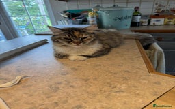 Siberian cats for sale: Siberian kittens - Image 10
