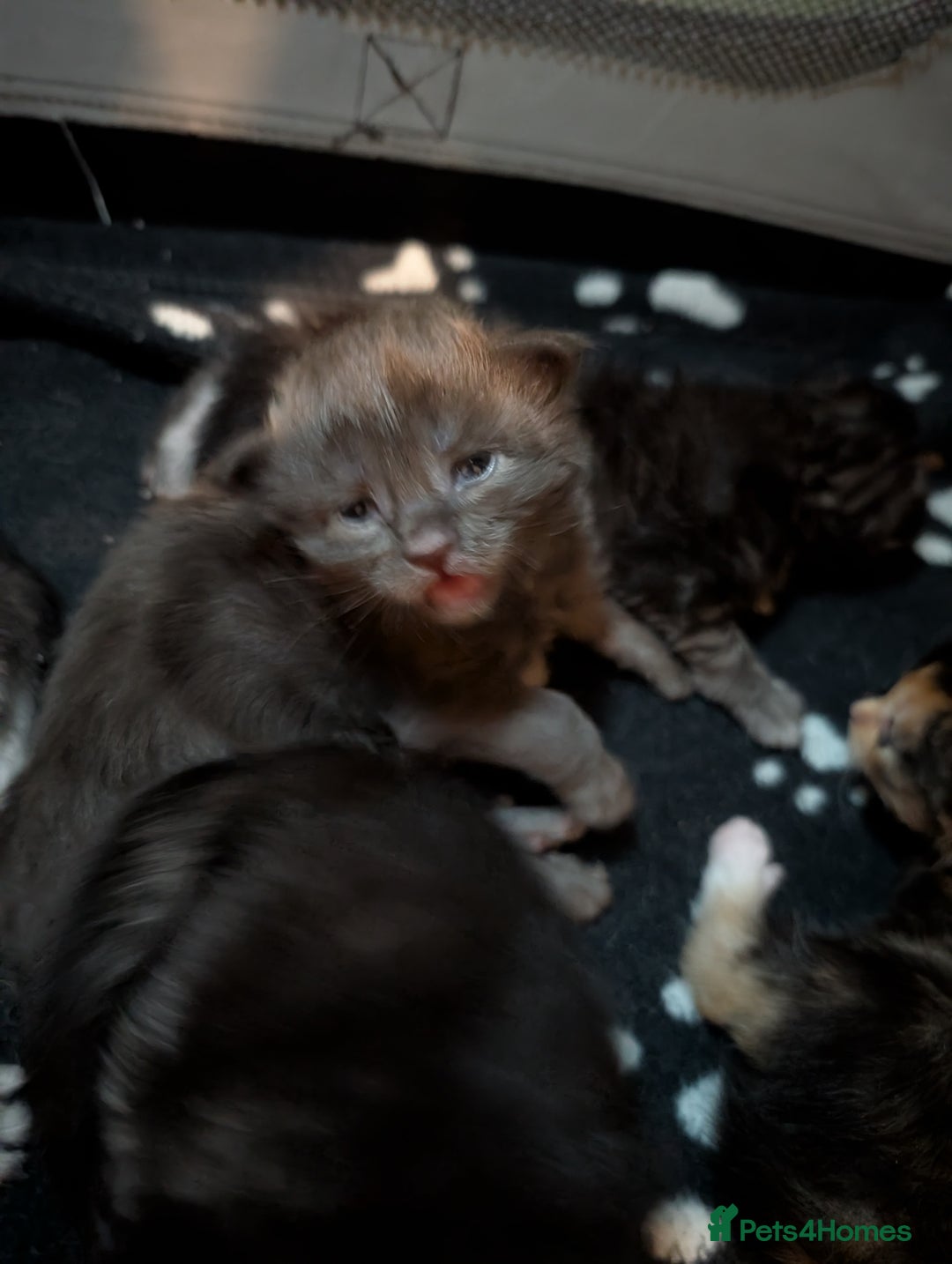 Maine Coon cats for sale: Stunning GCCF registered Maine Coon Kittens  - Advert 21
