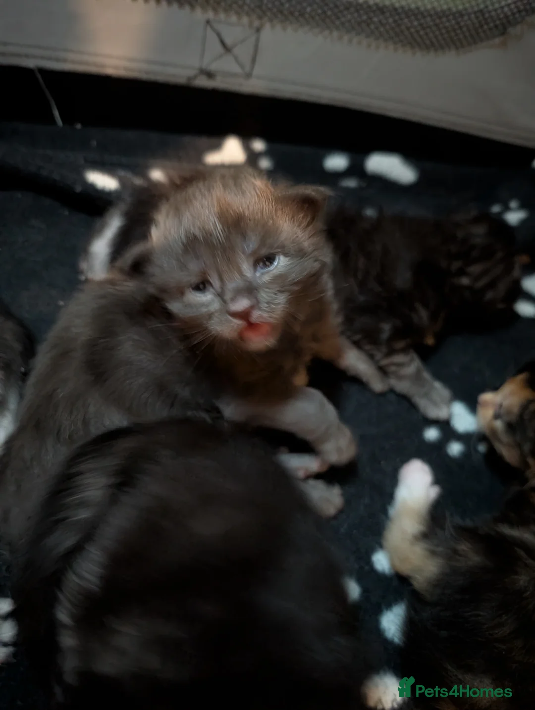 Maine Coon cats for sale: Stunning GCCF registered Maine Coon Kittens  - Advert 21
