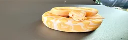 Python Snake reptiles for sale: 1.0 GHI, Leo, 66% het Pied  - Advert 8