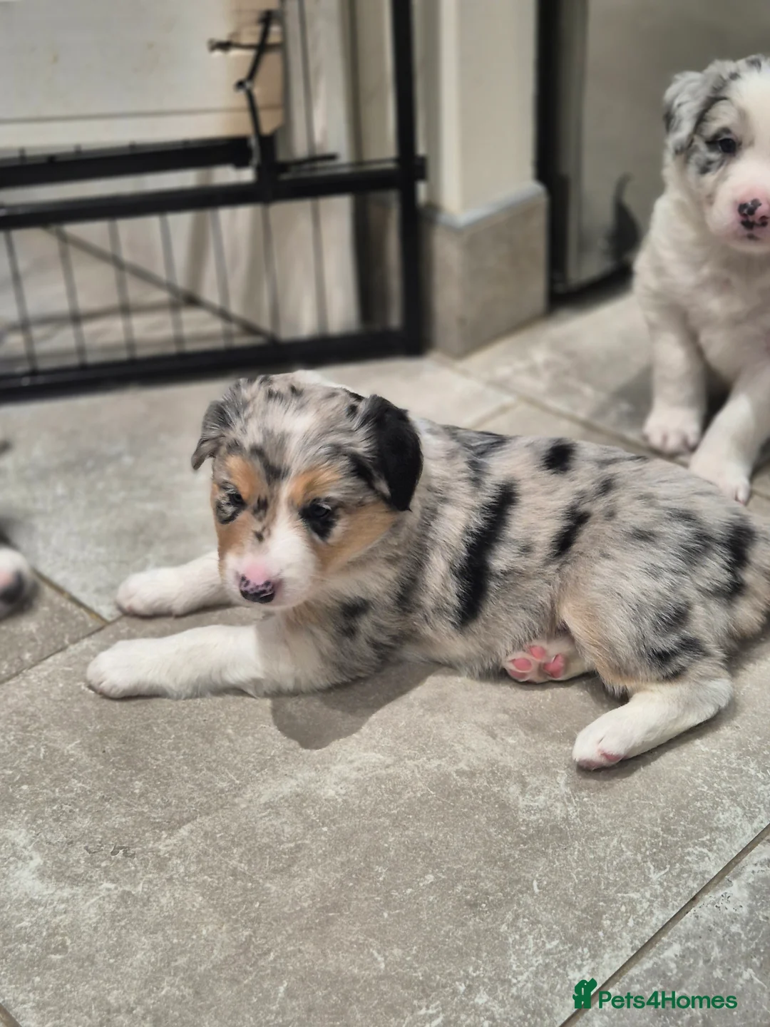 Border Collie dogs for sale: Beautiful Border Collies. Parents DNA tested.  - Advert 8