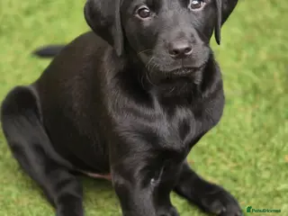 Labrador Retriever dogs Kc Registered Black Labrador Puppy - Advert 2