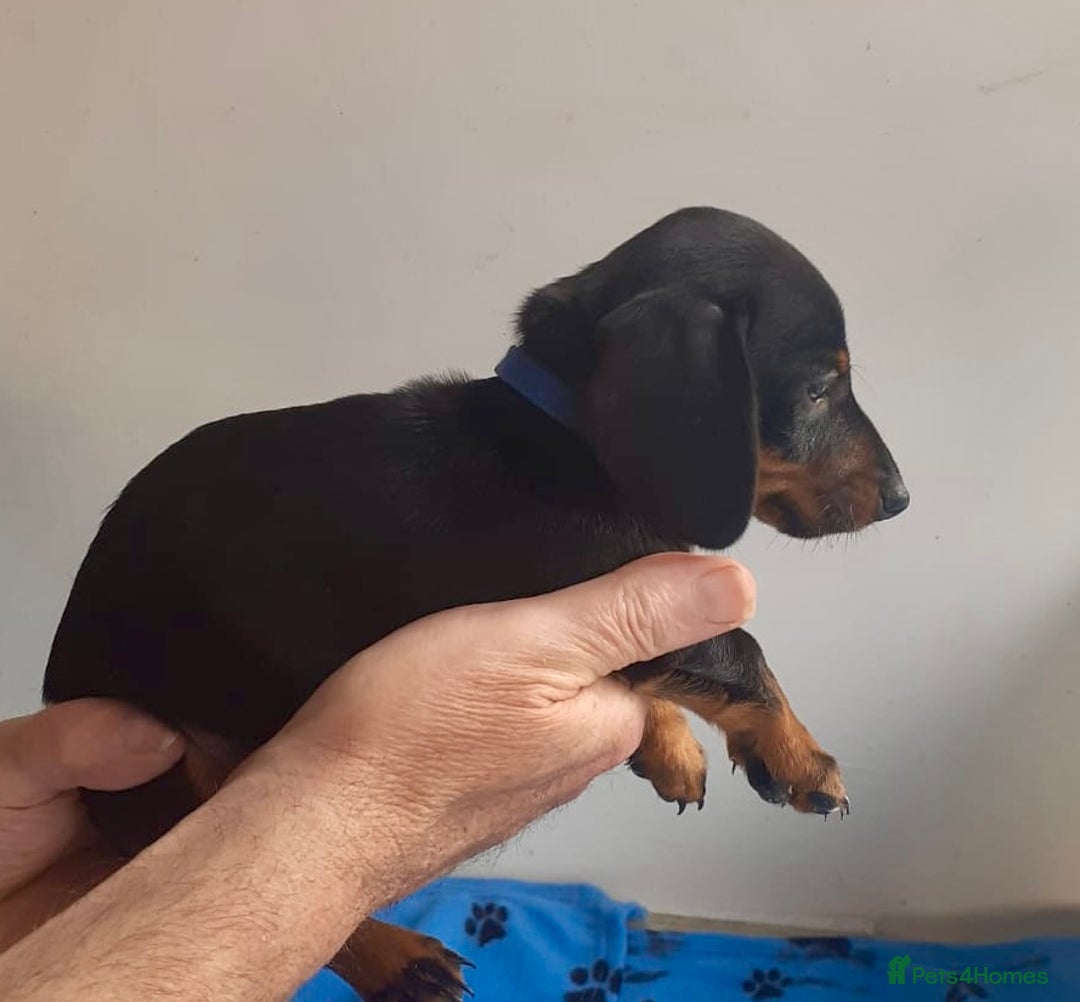 Miniature Dachshund dogs for sale: Stunning  Black and Tan miniature Dachshunds - Image 6