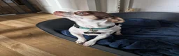 Chihuahua dogs for sale: Apple Head Chihuahua - Advert 7