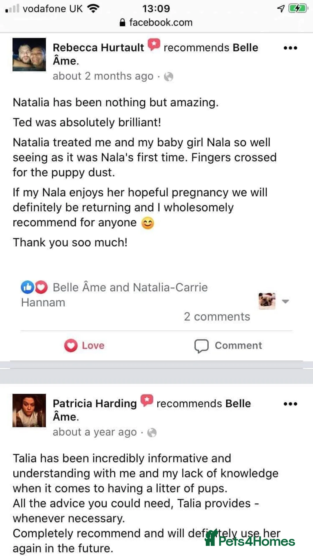 Toy Poodle dogs for stud: Champion Line KC Apricot Toy Poodle Stud in Ringwood - Advert 30