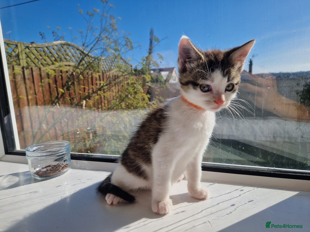 Domestic Shorthair cats for sale: Domestic shorthair kittens  - Image 16