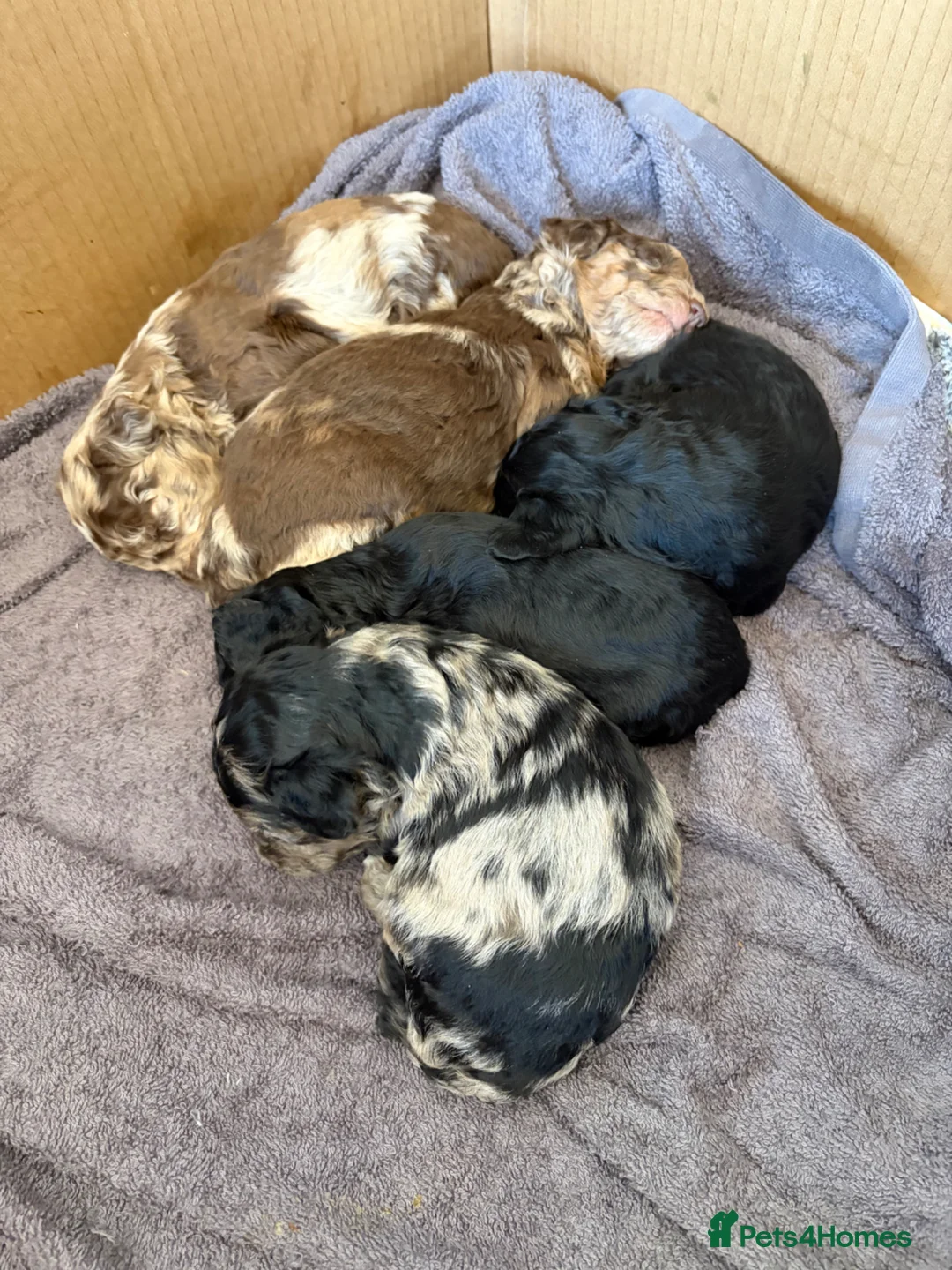 Cavapoo dogs for sale: Cavapoo F1B Blue Merle and Black - Advert 1