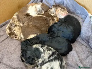 Cavapoo dogs Cavapoo F1B Blue Merle and Black - Advert 9