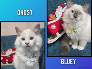 Ragdoll cats Pedigree Ragdolls health tested gccf/tica parents - Advert 2