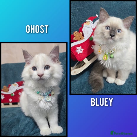 Ragdoll cats Pedigree Ragdolls health tested gccf/tica parents - Advert 9